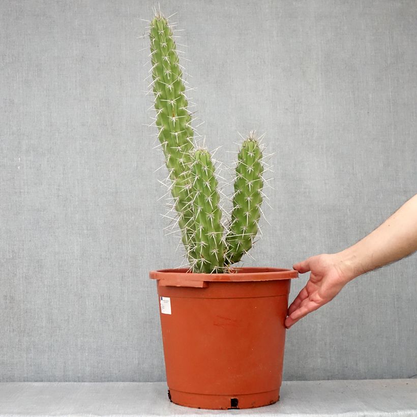 Spécimen de Cactus - Harrisia tetracantha Pot de 12L/15L tel que livré au printemps