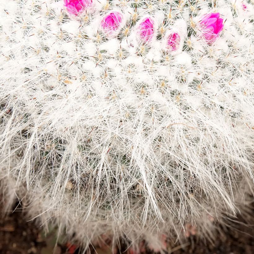 Cactus - Mammillaria hahniana (Foliage)