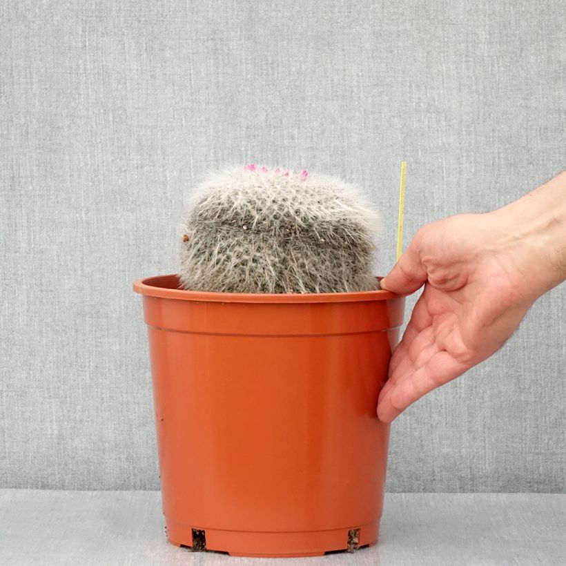 Example of Cactus - Mammillaria hahniana Pot de 4L/5L, 14/16 diamètre as you get in printemps