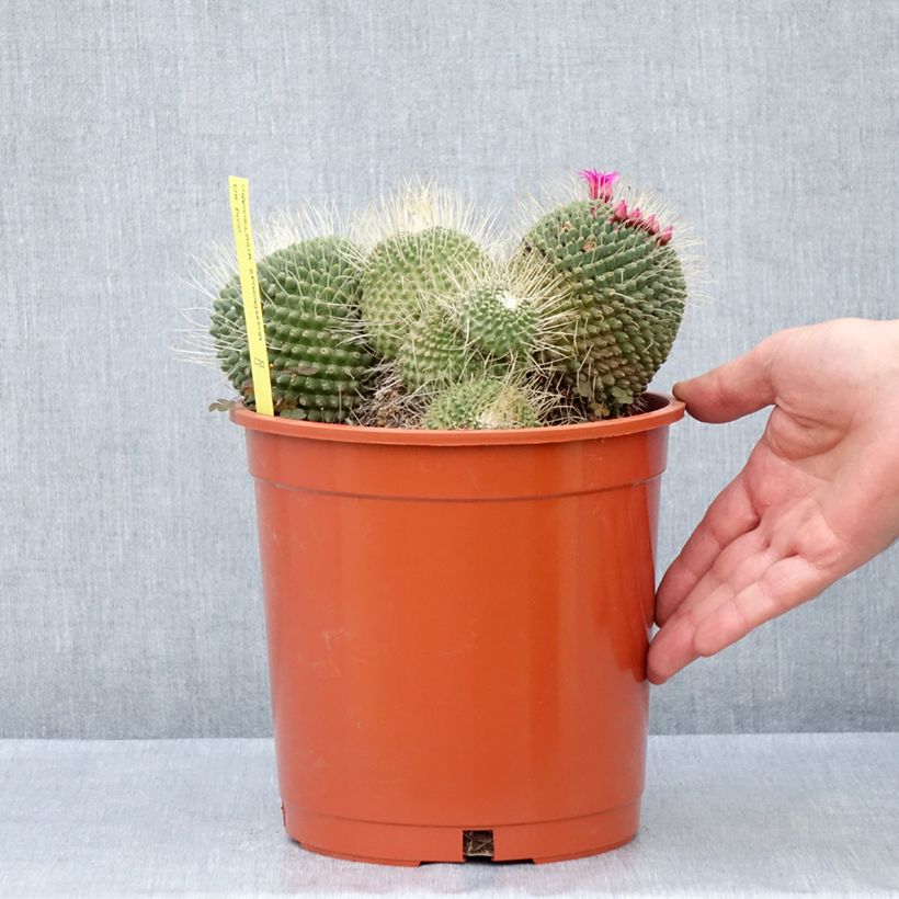 Spécimen de Cactus - Mammillaria Un Pico Pot de 4L/5L, 18/20 diamètre tel que livré au printemps