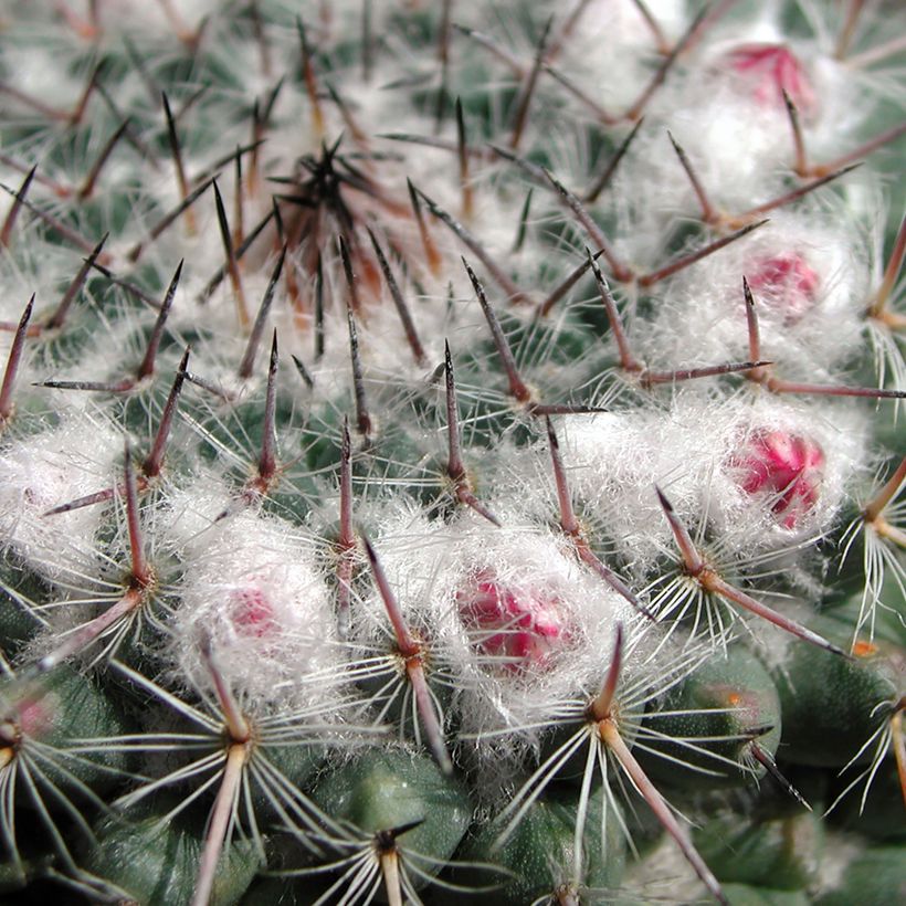 Cactus - Mammillaria compressa (Foliage)