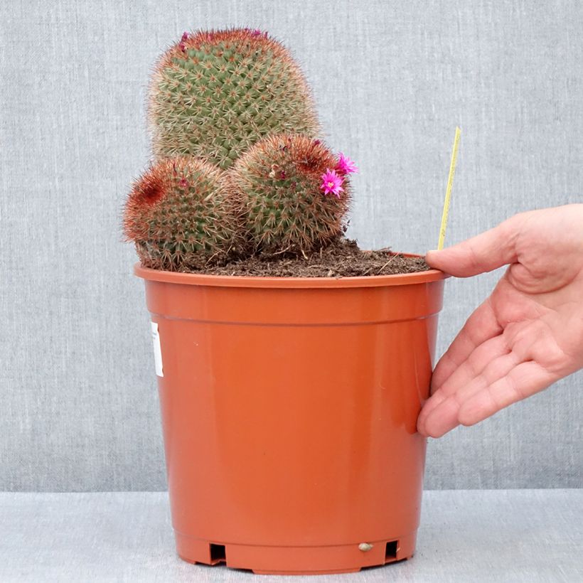 Spécimen de Cactus - Mammillaria ernestii var. rubrispina Pot de 4L/5L, 16/18 diamètre tel que livré au printemps