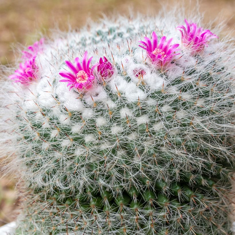 Cactus - Mammillaria hahniana (Flowering)