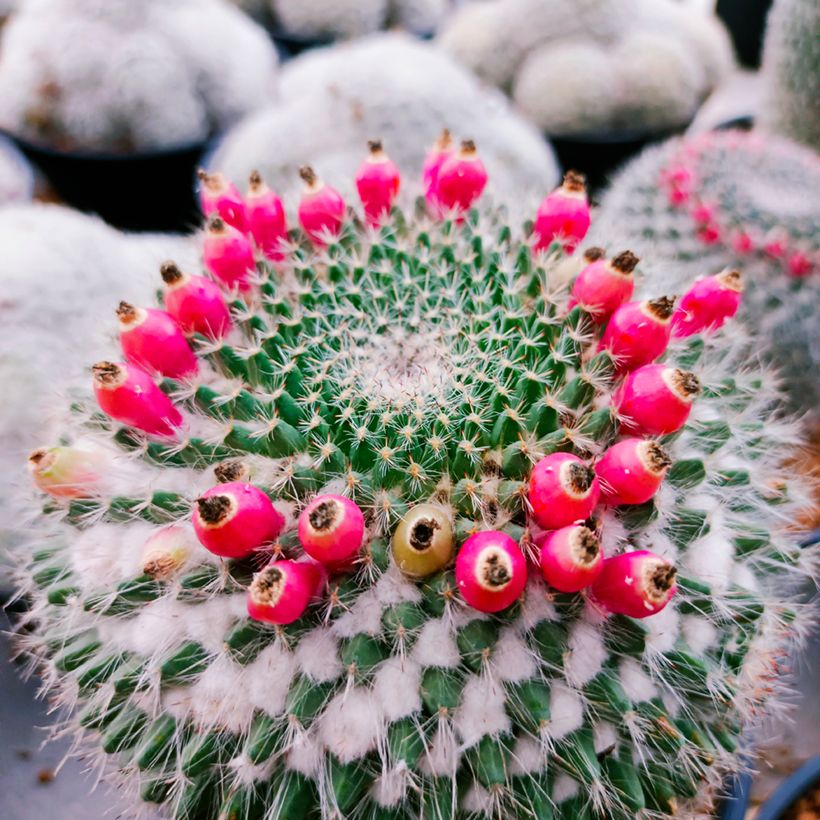 Cactus - Mammillaria hahniana (Harvest)