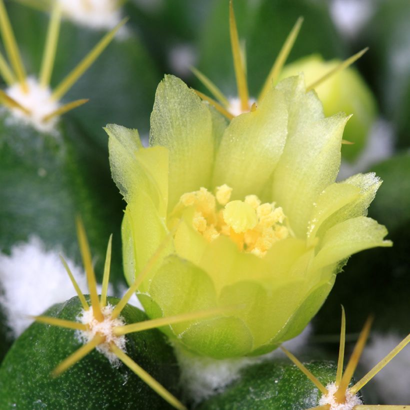 Cactus - Mammillaria marksiana (Flowering)