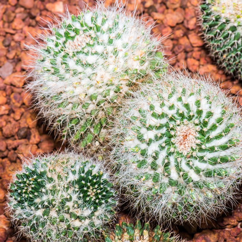 Cactus - Mammillaria pringlei (Port)