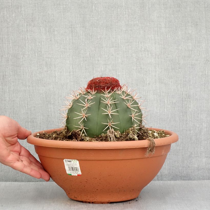 Spécimen de Cactus - Melocactus bahiensis Pot de 6L/7L tel que livré au printemps
