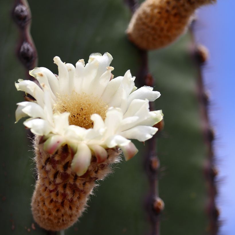 Cactus - Pachycereus pringlei (Flowering)