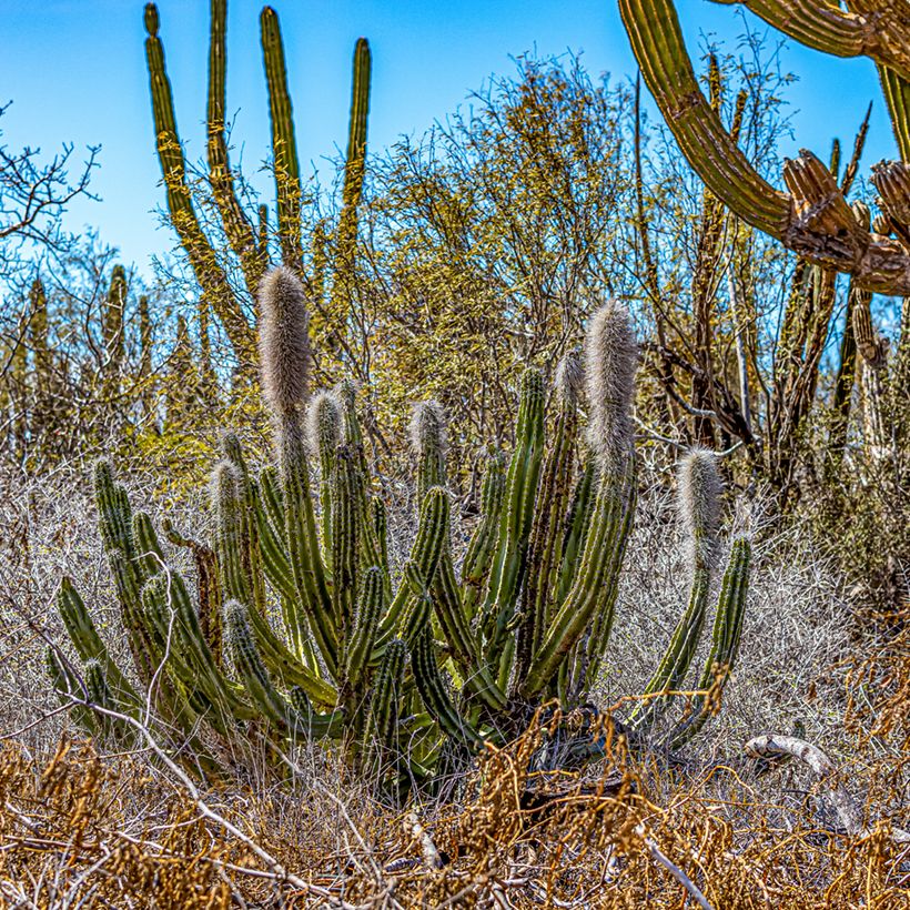 Cactus - Pachycereus pringlei (Plant habit)