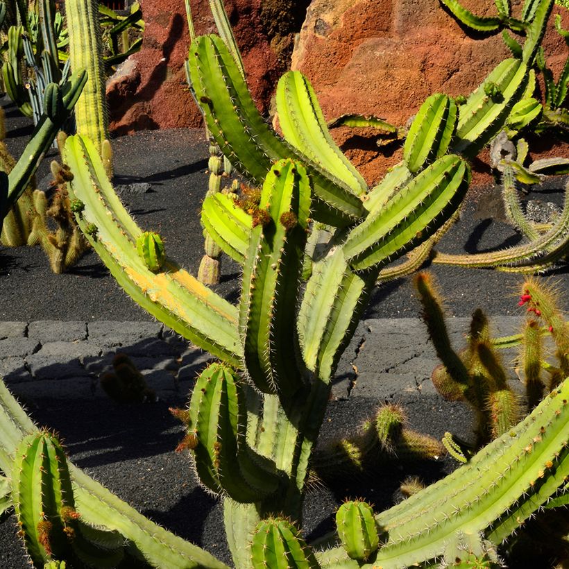 Cactus - Polaskia chende (Plant habit)