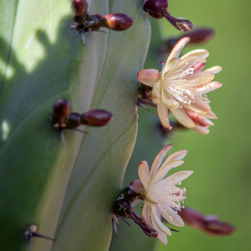 Cactus - Polaskia chichipe (Flowering)