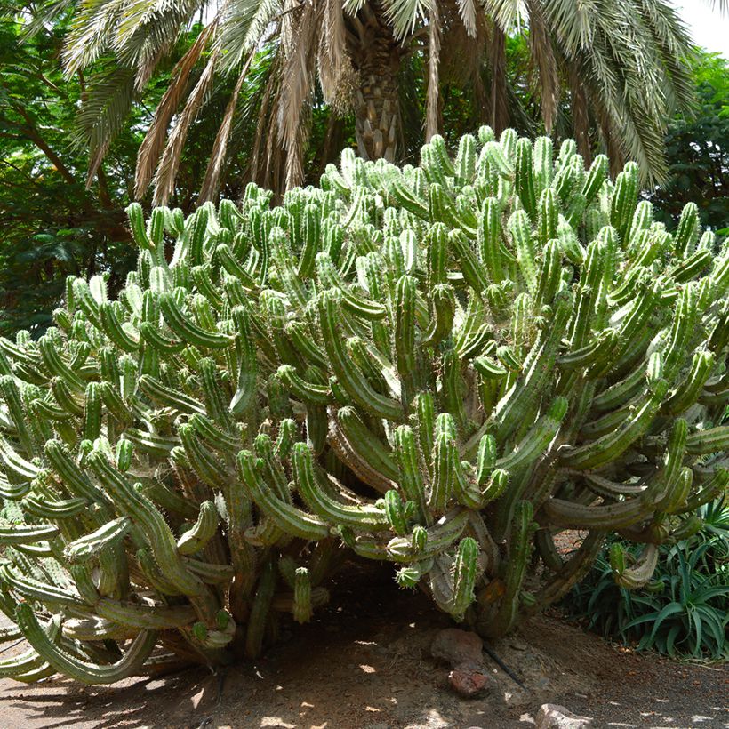 Cactus - Polaskia chichipe (Plant habit)