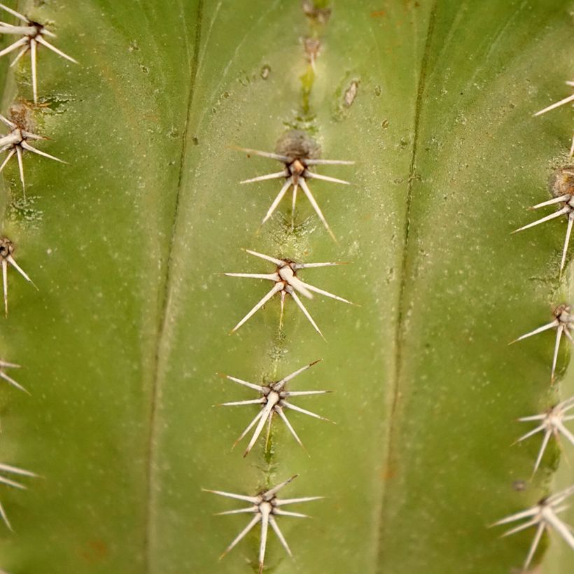 Cactus - Polaskia chichipe (Foliage)