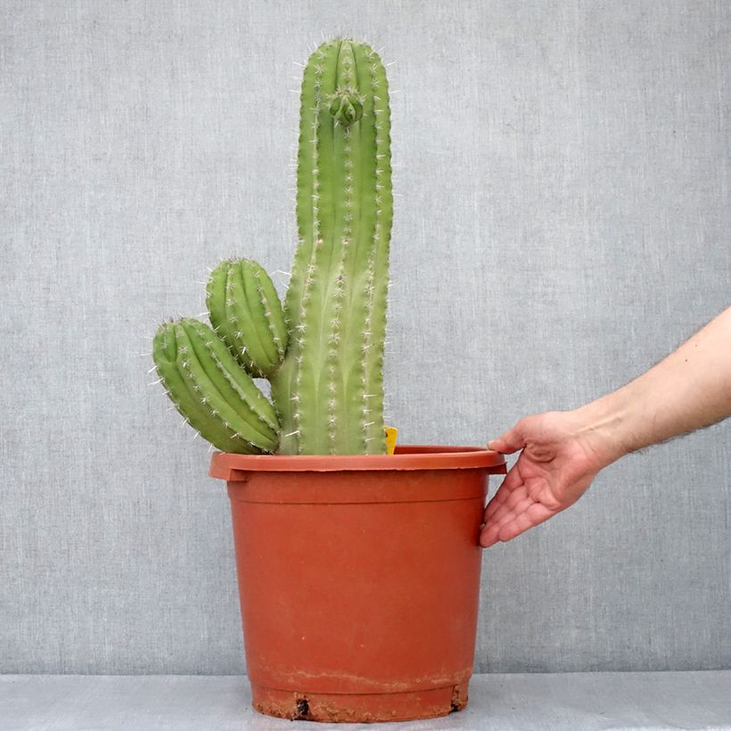 Example of Cactus - Polaskia chichipe Pot de 12L/15L as you get in printemps