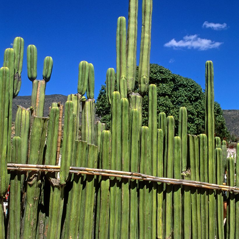Cactus - Stenocereus marginatus (Plant habit)