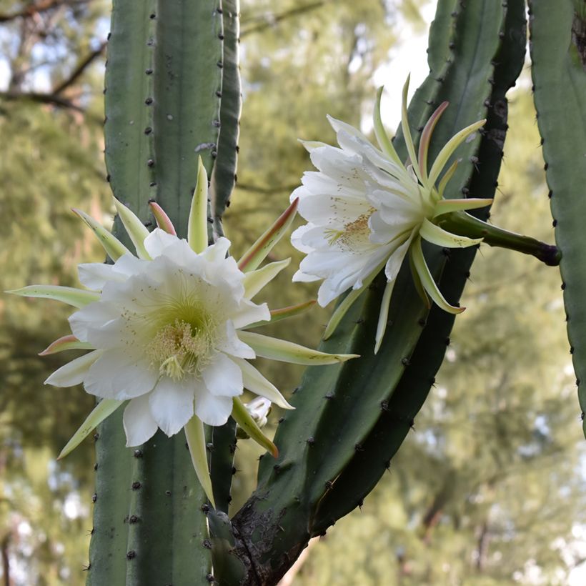 Cactus de San Pedro - Trichocereus pachanoi (Flowering)