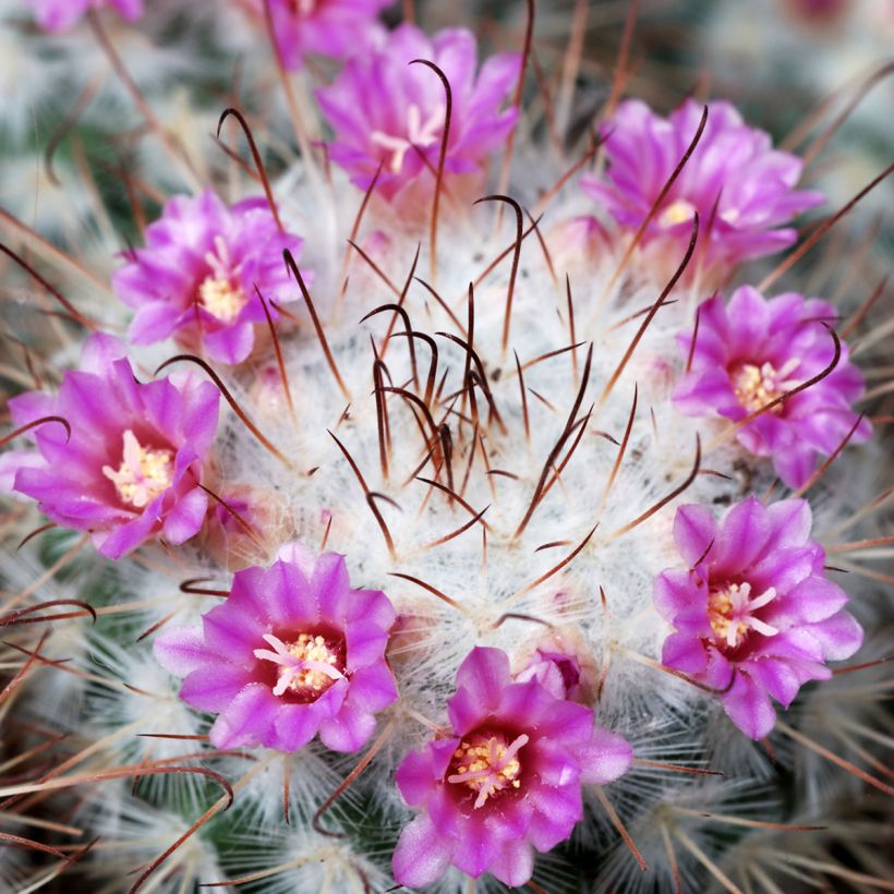 Cactus - Mammillaria bombycina (Floraison)