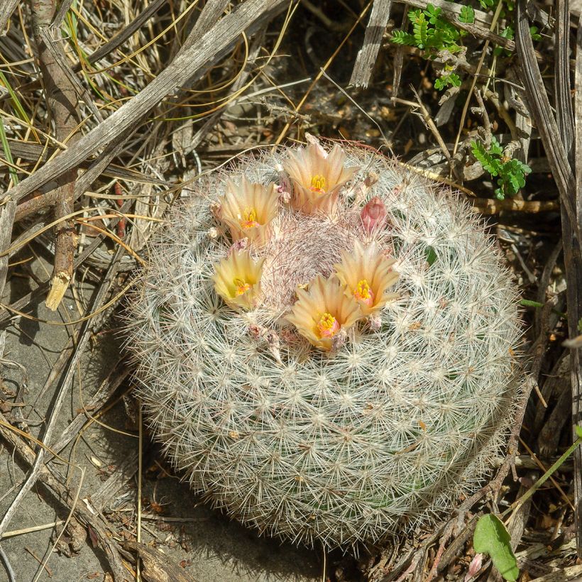 Cactus - Mammillaria candida (Port)