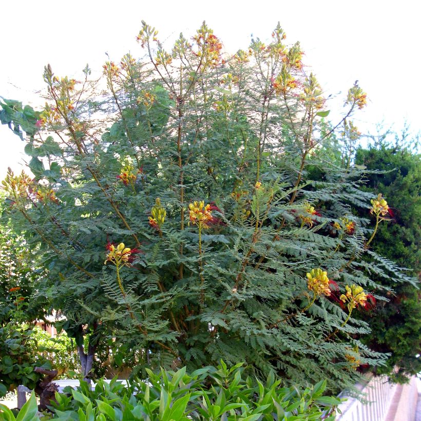 Caesalpinia gilliesii - Petit flamboyant (Plant habit)