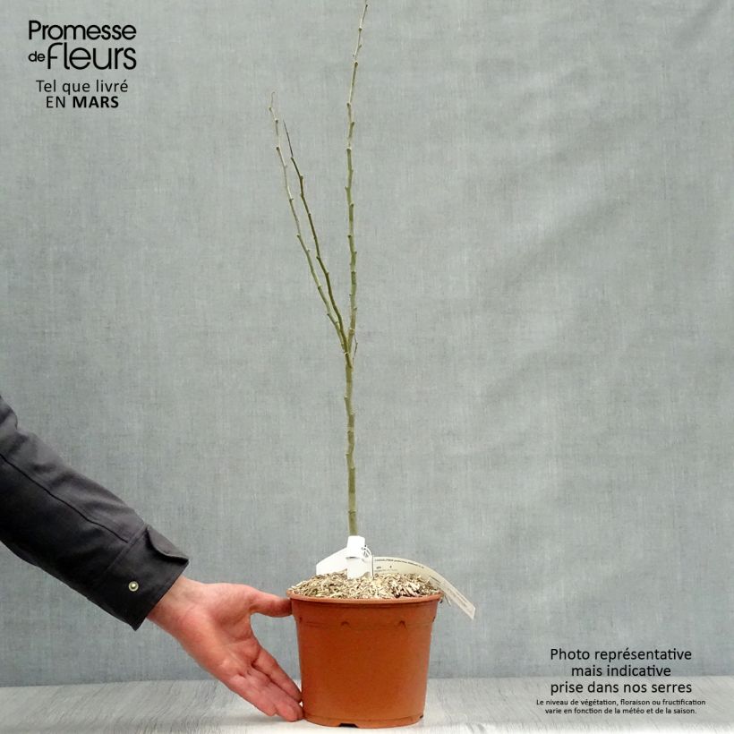 Example of Caesalpinia gilliesii - Petit flamboyant Pot de 2L/3L as you get in printemps