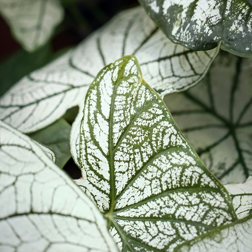 Caladium Pliage (Feuillage)