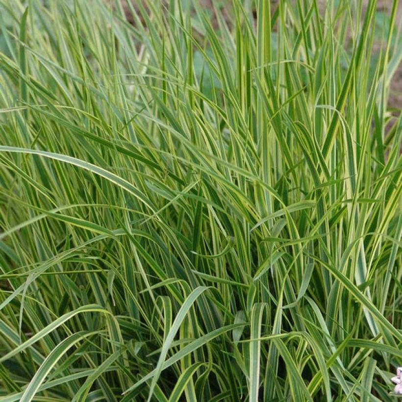 Calamagrostis acutiflora Overdam - Calamagrostide (Foliage)