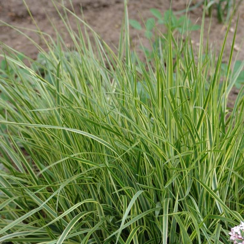 Calamagrostis acutiflora Overdam - Calamagrostide (Plant habit)