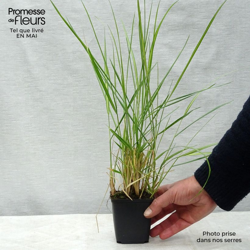 Example of Calamagrostis acutiflora Avalanche - Calamagrostide Godet de 8/9 cm as you get in printemps