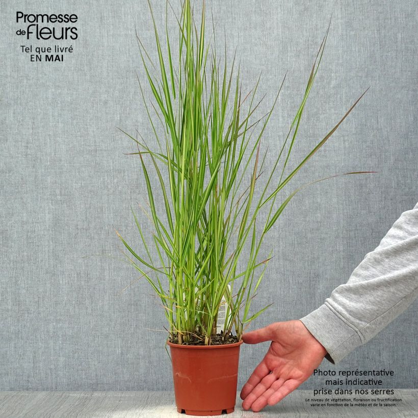 Example of Calamagrostis acutiflora Avalanche - Calamagrostide Pot de 1L/1,5L as you get in printemps