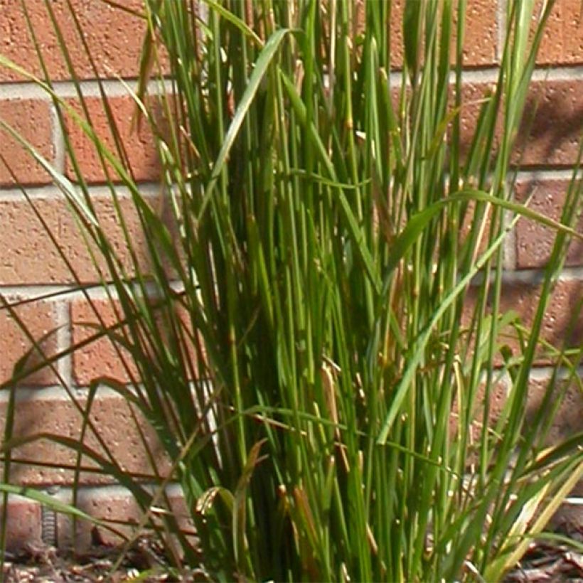 Calamagrostis acutiflora Karl Foerster (Foliage)
