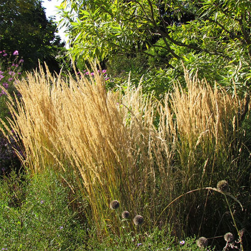 Calamagrostis acutiflora Karl Foerster (Flowering)