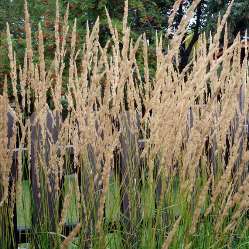Calamagrostis acutiflora Karl Foerster (Plant habit)