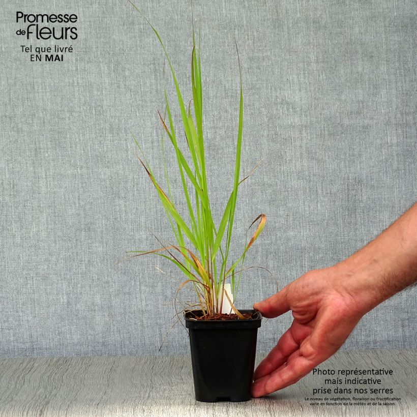Example of Calamagrostis acutiflora Karl Foerster Godet de 8/9 cm as you get in printemps