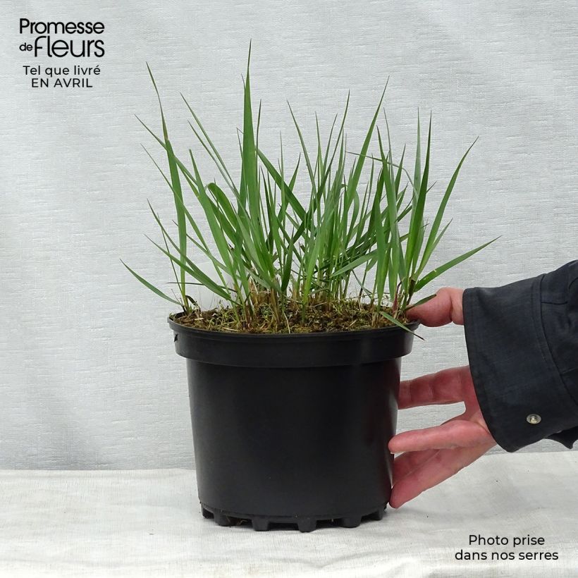 Example of Calamagrostis acutiflora Karl Foerster Pot de 2L/3L as you get in printemps