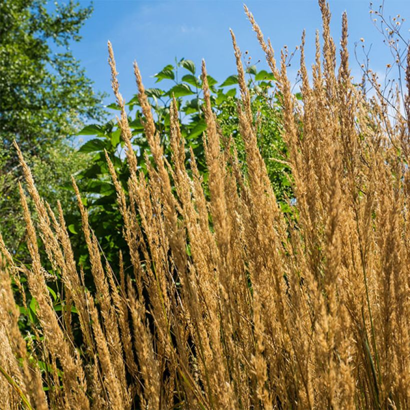 Calamagrostis acutiflora Overdam - Calamagrostide (Flowering)