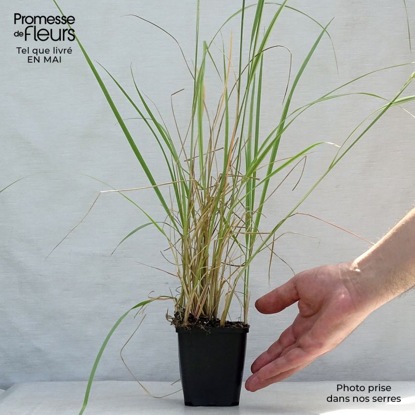 Example of Calamagrostis acutiflora Overdam - Calamagrostide Godet de 8/9 cm as you get in printemps