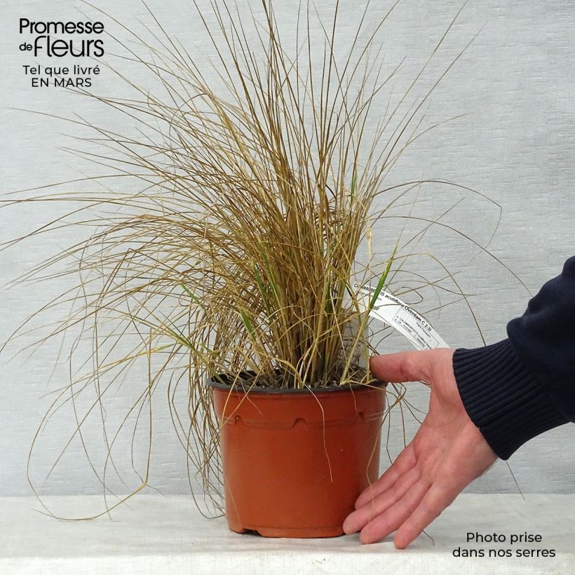 Example of Calamagrostis acutiflora Overdam - Calamagrostide Pot de 2L/3L as you get in printemps
