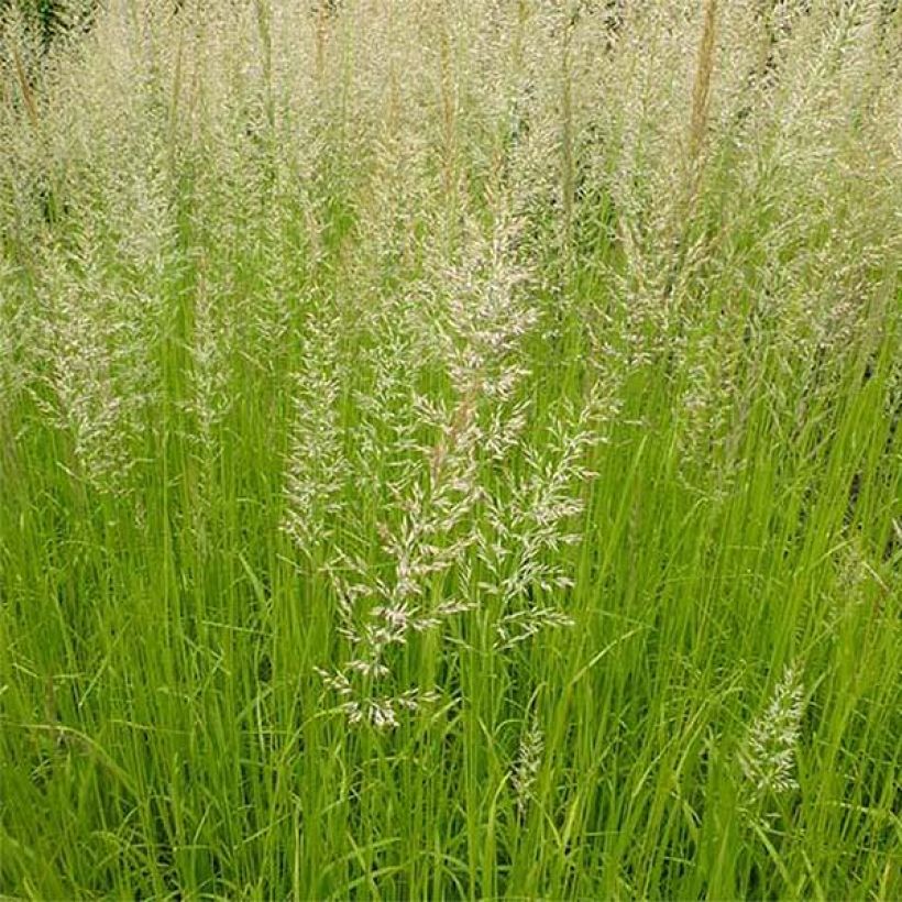 Calamagrostis acutiflora Waldenbuch (Foliage)