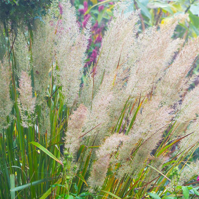 Calamagrostis brachytricha - Herbe aux diamants (Flowering)