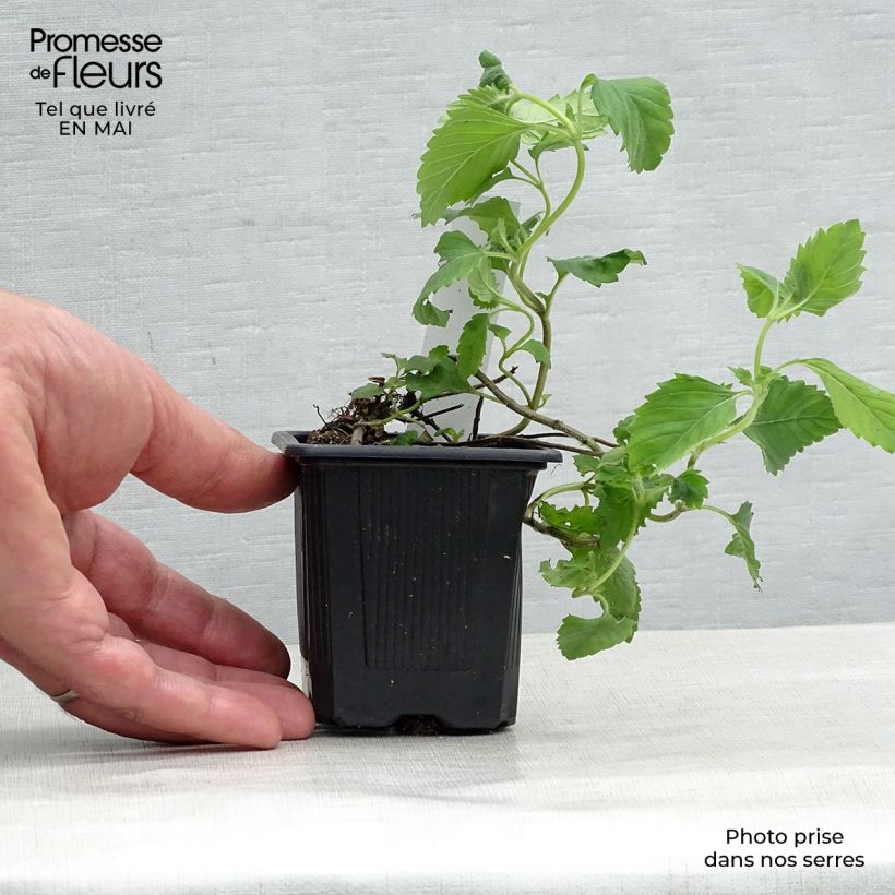 Spécimen de Calamintha grandiflora - Calament Godet de 8/9 cm tel que livré au printemps