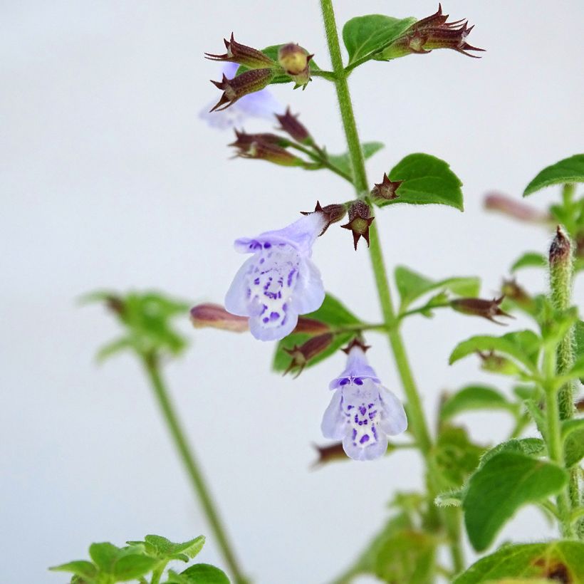 Calamintha nepeta - Calament (Flowering)