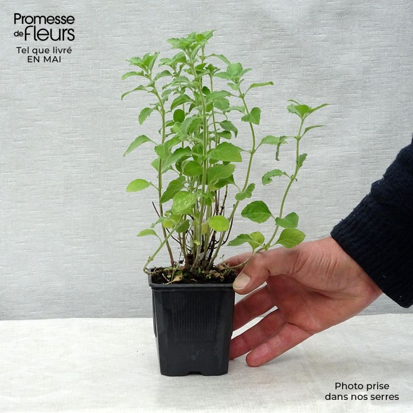 Example of Calamintha nepeta - Calament Godet de 8/9 cm as you get in printemps