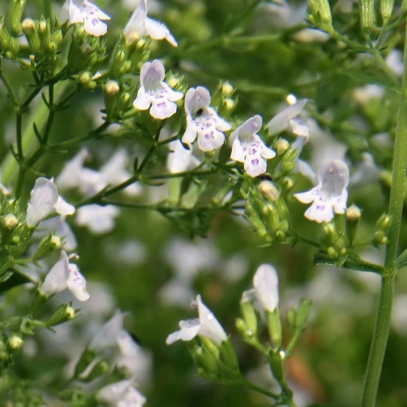 Calamintha nepeta White Cloud - Petit calament White Cloud (Flowering)