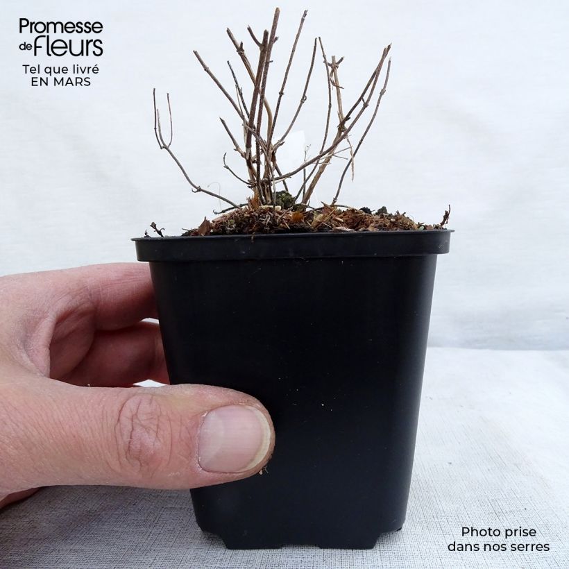 Example of Calamintha nepeta White Cloud - Petit calament White Cloud Godet de 8/9 cm as you get in printemps