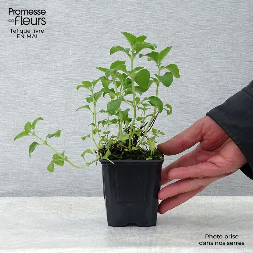 Example of Calamintha sylvatica Menthe - Sariette des bois Godet de 8/9 cm as you get in printemps