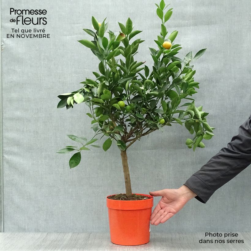 Spécimen de Calamondin - Citrus madurensis (mitis) Pot de 4L/5L, 1/4 de tige tel que livré en automne