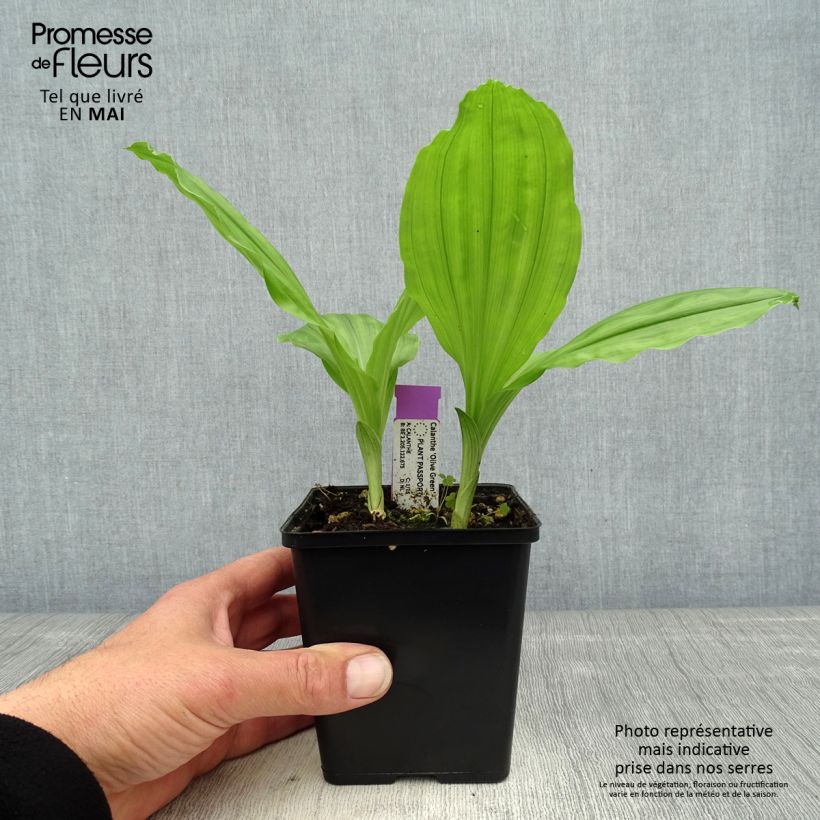 Spécimen de Calanthe Olive Green - Orchidée vivace Pot de 1,5L/2L tel que livré au printemps