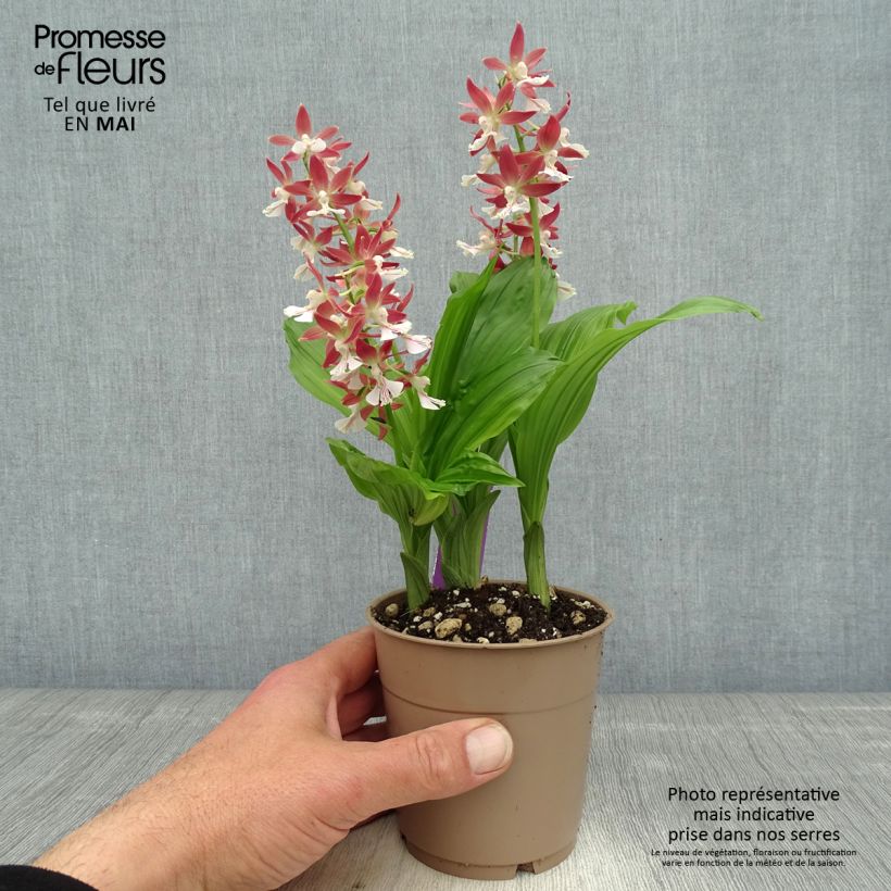 Spécimen de Calanthe Red Sunset - Orchidée vivace Pot de 1L/1,5L tel que livré au printemps