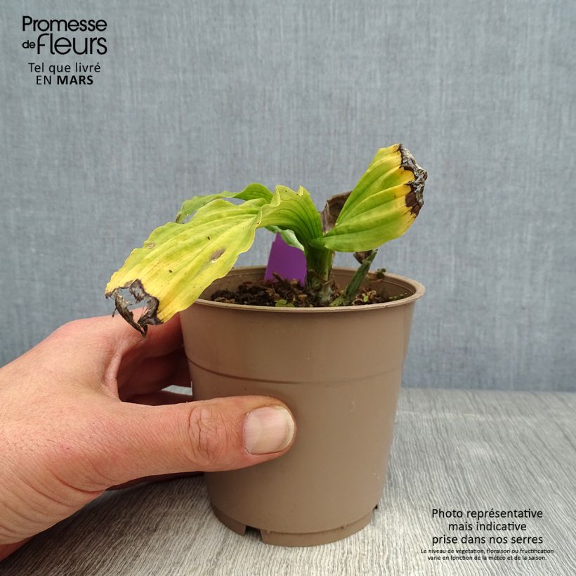 Spécimen de Calanthe reflexa - Orchidée vivace Pot de 1,5L/2L calibre I tel que livré au printemps