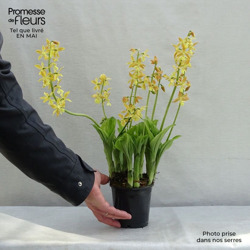 Example of Calanthe sieboldii - Orchidée de jardin jaune Pot de 1L/1,5L as you get in printemps